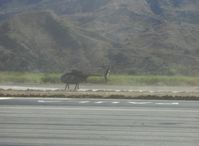 N9118F @ SZP - 1972 Hughes 369HS, Allison 250 Ser. turboshaft 400 shp, landing SZP's Helipad - by Doug Robertson