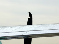 N2220R @ GPM - At Grand Prairie Municipal - by Zane Adams