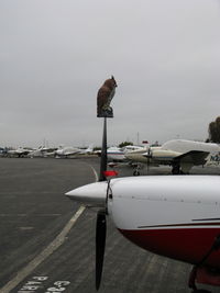 N1164G @ PAO - CLOSE-UP OF THE OWL - by Steve Nation
