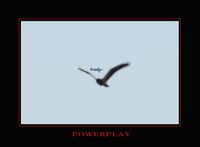 N28KT - Power Play heading back to the airport as a Swainson's Hawk flys about. - by Bluedharma