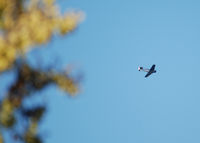 N3666F @ KAPA - Race 37 returns from the Reno Air Race. flight over Columbine High School in Littleton Colorado