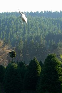 N16673 - Haulin' trees in Philomath - by Anna