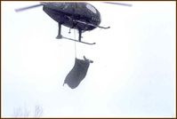 C-FYIP - C-FYIP on elk capture project near Iron Bridge, ON - by Sault College