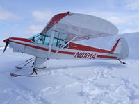 N8101A - A visitor stopped by (at Bryant Hill)