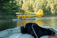 N888BH - Fly-in Bear hunt - by R C