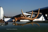 N12180 @ KDTO - collision with deer when take off @ Denton