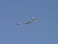 N157GS @ CCB - Leading a formation fly by - by Helicopterfriend