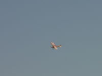 N135SB photo, click to enlarge