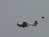 N888DW @ POC - Appears that a bird is diving over backwards to get away - by Helicopterfriend
