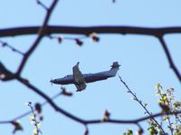 N774DK @ EDU - Pilatus on Final, EDU, from garden