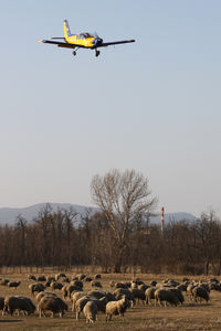 HA-SGD @ LHDK - Dunakeszi - by Ferenc Kolos