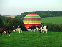 G-CFXP - G-CFXP and some cows - by Mishek