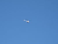 N8828F @ SZP - 1963 Hughes 269A, Lycoming O&VO-360 180 Hp, easterly overflight Santa Paula at altitude - by Doug Robertson