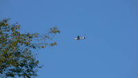 N65933 @ 92A - Chilhowee Gliderport Octoberfest 2005.  Benton TN - by Phil Snider