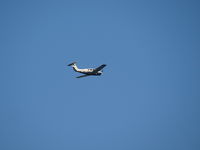 N373PF - Gespot in Gooik - by Philippe François
