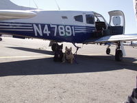 N47891 @ KHND - french bulldogs getting ready to take a trip - by JEFF PARR