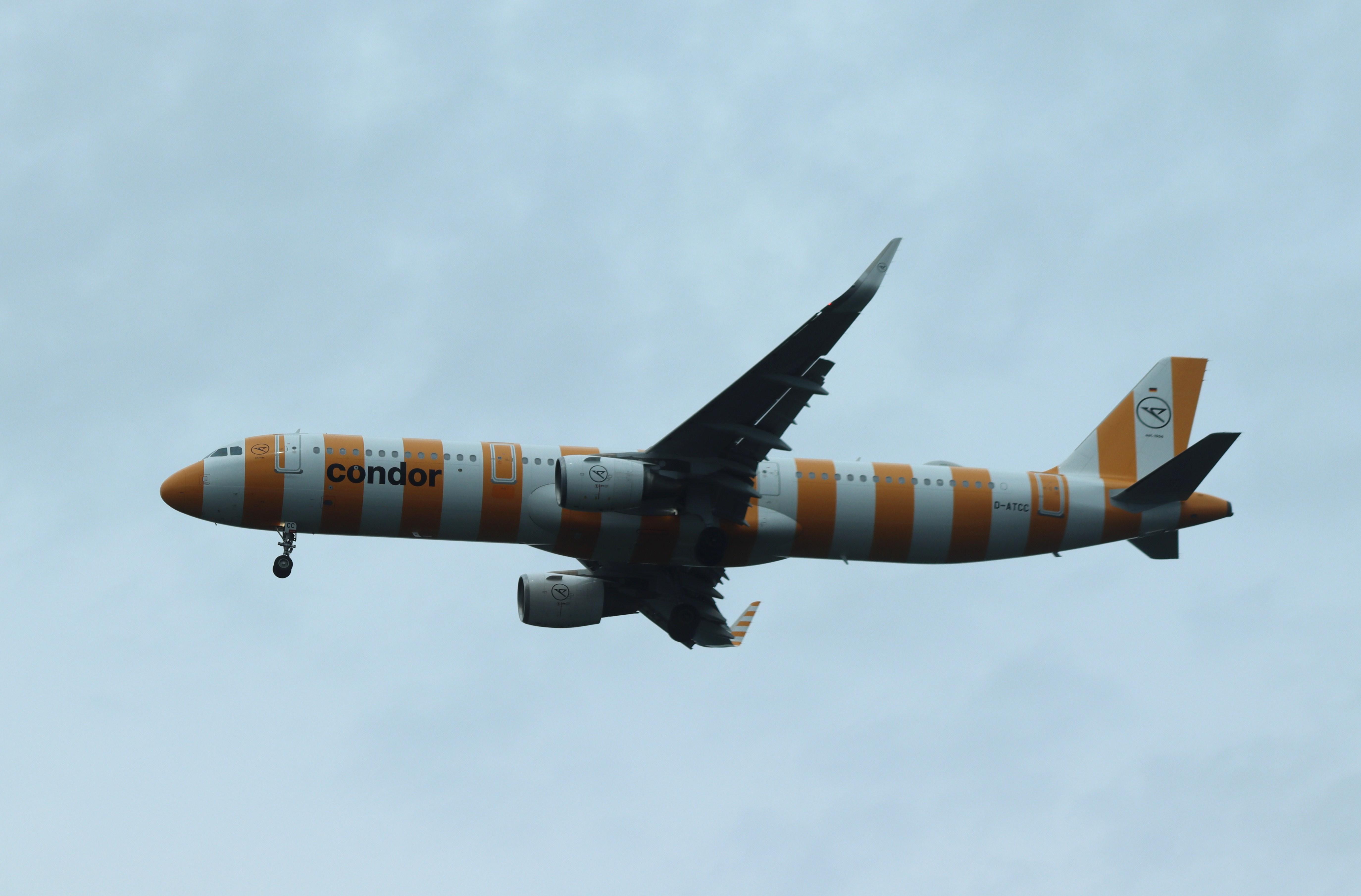 D-ATCC photo, click to enlarge
