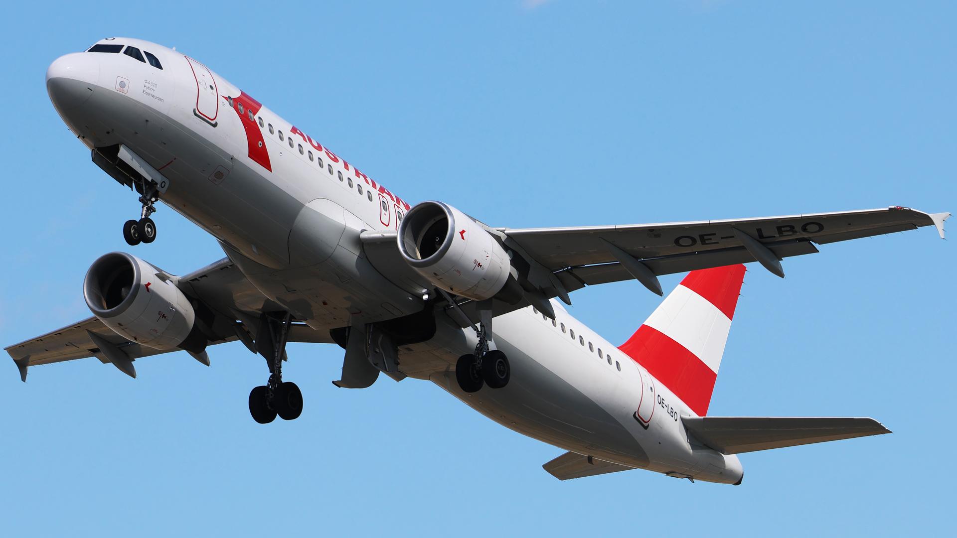 OE-LBO photo, click to enlarge