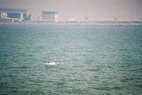 - The famous pink dolphins close to Hong Kong's new Chep Lap Kok Airport. The reclamation of land for the airport destroyed a large part of the endangered dolphins' habitat - by Micha Lueck