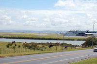  - Auckland airport is quite rural - mooh! - by Micha Lueck