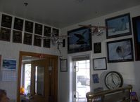  - Beverage can amphibians hanging in ERA Aviation office space - by Doug Robertson