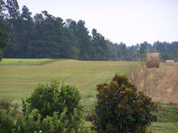 Turbeville Airport photo, click to enlarge