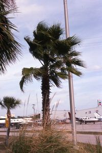  - Palm trees decorate the perimeter - by Glenn E. Chatfield