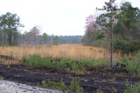 Sandy Run Acres Airport photo, click to enlarge