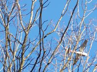  - another low flier, too close to call - by Gene Bartholomew, not as low as some, one guy clipped the trees 