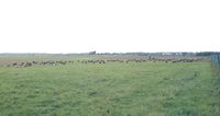  - the airfield mowing and fertilizing team (i.e. herd of sheep) in action, but well away from the runway - by Ingo Warnecke