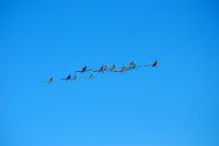  - Flying in formation - by Connor Shepard
