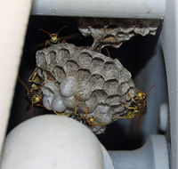  - Wasp nest on the fuel truck hose reel. - by Marty Kusch