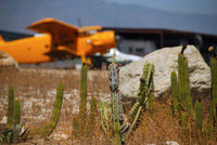 - Fuel Island cactus patch. - by Marty Kusch