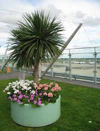  - Welcome at the world famous South Terminal observation deck, where some garden plants have been added. Sadly enough, cleaning of the window panes has been overlooked !  - by Alain Durand