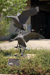  - Sculpture Canada Geese by David & William Turner at the NASA Visitor Center, Wallops Flight Facility, Wattsville, VA - by scotch-canadian