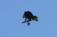  - Remote Controlled flying witch (for Halloween) at the 2009 Wings Over Houston Airshow - by Zane Adams