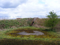 X4SR photo, click to enlarge