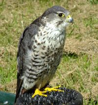  - Used for bird scaring purposes when blank cartridges, flares and bird distress calls have failed. - by Derek Flewin