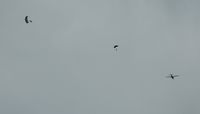  - Hop and pop from 3500 feet out of Skydive Swansea's aircraft G-SYLV. - by Roger Winser