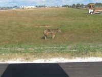  @ Venice Municipal Airport - Wile E Coyote... - by Bob Simmermon