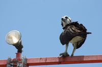  @ Executive Airport - Angry osprey sitting on an approach light bar. - by Florida Metal