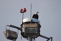  @ Executive Airport - Bald eagle on the high mast ramp lights - by Florida Metal