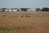  @ Executive Airport - Adult and 4 young eagles on the approach of Runway 7 at Orlando Executive - by Florida Metal