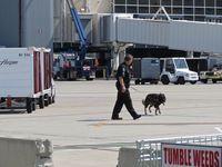 - Boise Police explosive detection dog training on the commercial ramp. - by Gerald Howard