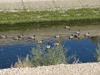  - The geese and their favorite swimming place, the New York Irrigation Canal which runs across the approaches to RWY 10L & 10R. - by Gerald Howard