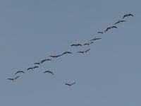  - One of the many daily flights of geese during the fall and winter months. Boise has a large population of geese that winter over in the valley. Normally fly west of the airport. - by Gerald Howard