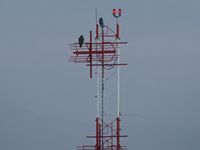  - The fake owl on top always seems to draw company. - by Gerald Howard