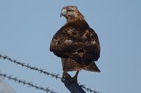  - One of many Red Tailed hawks around the airport property searching for the next meal from the many rodents infesting the ground. - by Gerald Howard