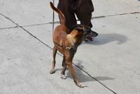  - Drug dog at HNL 2018. - by Clayton Eddy