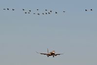  @ Boise Air Terminal/gowen Fld Airport - Fall begins the travel of geese around the airport. - by Gerald Howard